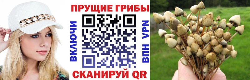 Псилоцибиновые грибы Psilocybine cubensis  Сосновоборск 